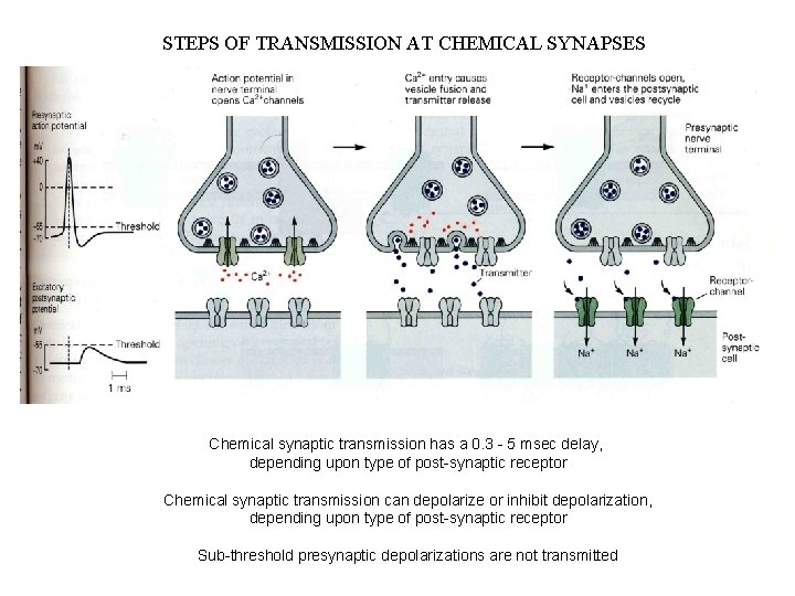 STEPS OF TRANSMISSION AT CHEMICAL SYNAPSES Chemical synaptic transmission has a 0. 3 -