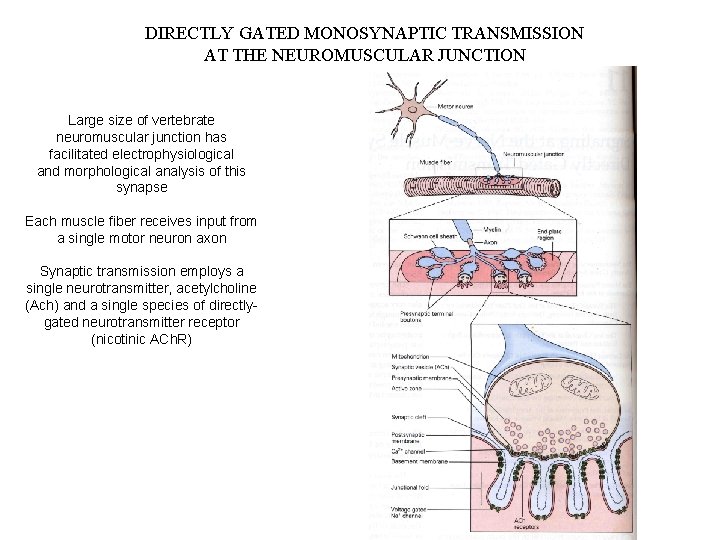 DIRECTLY GATED MONOSYNAPTIC TRANSMISSION AT THE NEUROMUSCULAR JUNCTION Large size of vertebrate neuromuscular junction