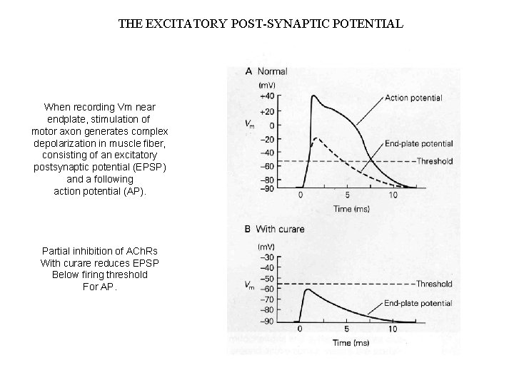 THE EXCITATORY POST-SYNAPTIC POTENTIAL When recording Vm near endplate, stimulation of motor axon generates