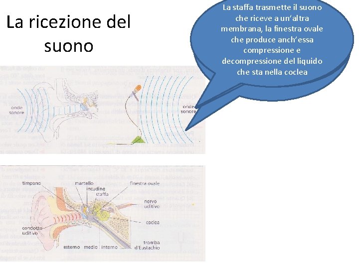 La ricezione del suono La staffa trasmette il suono Orecchio che ricevee amicrofono un’altra