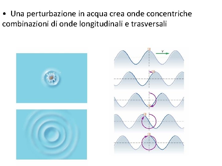  • Una perturbazione in acqua crea onde concentriche combinazioni di onde longitudinali e