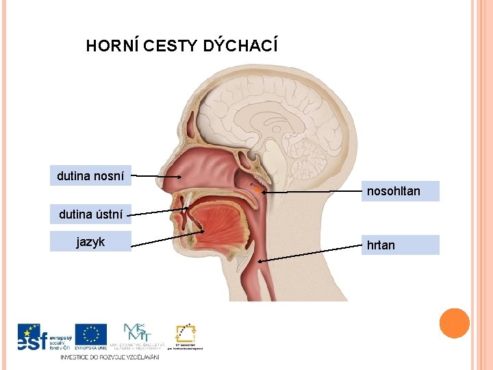 HORNÍ CESTY DÝCHACÍ dutina nosní nosohltan dutina ústní jazyk hrtan 