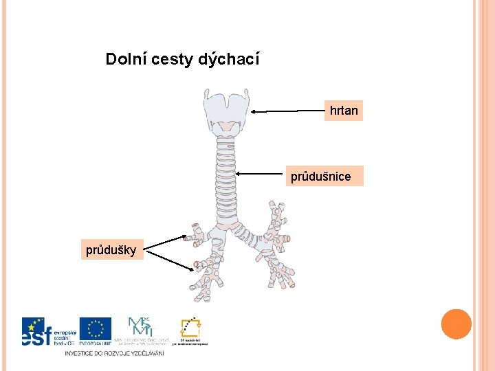 Dolní cesty dýchací hrtan průdušnice průdušky 