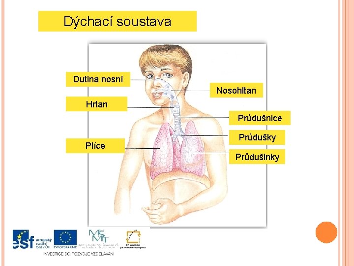 Dýchací soustava Dutina nosní Nosohltan Hrtan Průdušnice Plíce Průdušky Průdušinky 