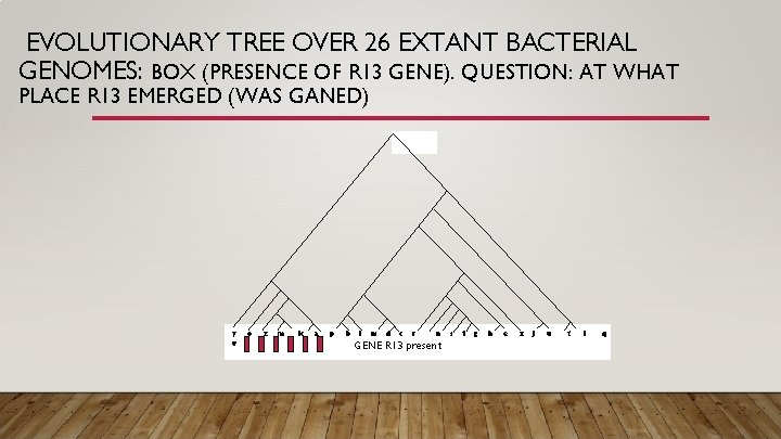 EVOLUTIONARY TREE OVER 26 EXTANT BACTERIAL GENOMES: BOX (PRESENCE OF R 13 GENE). QUESTION: