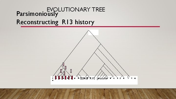 EVOLUTIONARY TREE Parsimoniously Reconstructing R 13 history y v o z m k a