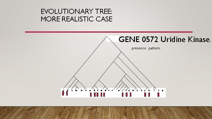 EVOLUTIONARY TREE: MORE REALISTIC CASE GENE 0572 Uridine Kinase: presence pattern y v o