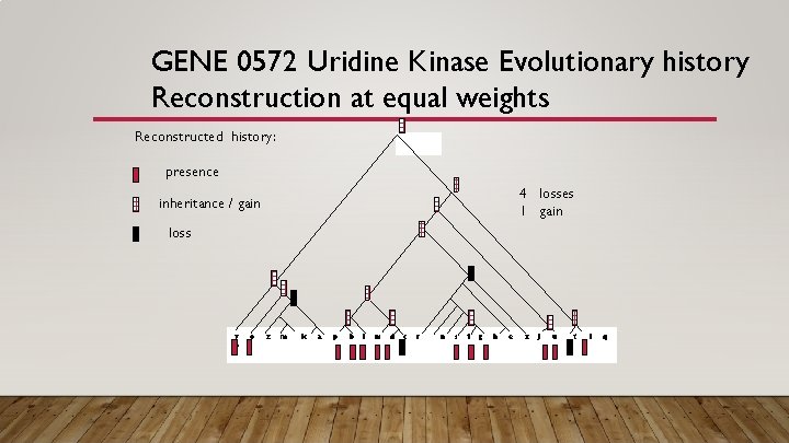 GENE 0572 Uridine Kinase Evolutionary history Reconstruction at equal weights Reconstructed history: presence 4