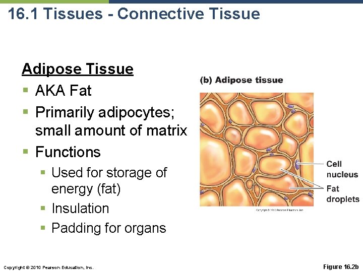 16. 1 Tissues - Connective Tissue Adipose Tissue § AKA Fat § Primarily adipocytes;