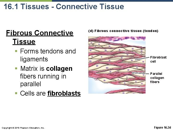 16. 1 Tissues - Connective Tissue Fibrous Connective Tissue § Forms tendons and ligaments