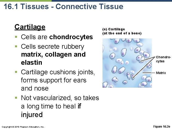 16. 1 Tissues - Connective Tissue Cartilage § Cells are chondrocytes § Cells secrete