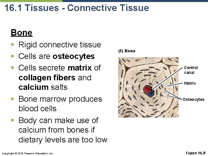 16. 1 Tissues - Connective Tissue Bone § Rigid connective tissue § Cells are