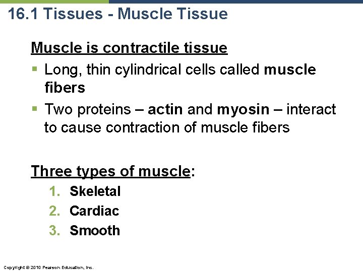 16. 1 Tissues - Muscle Tissue Muscle is contractile tissue § Long, thin cylindrical