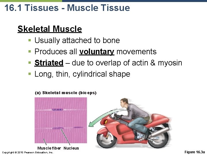 16. 1 Tissues - Muscle Tissue Skeletal Muscle § § Usually attached to bone