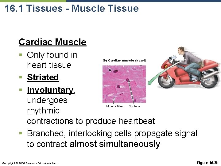 16. 1 Tissues - Muscle Tissue Cardiac Muscle § Only found in heart tissue