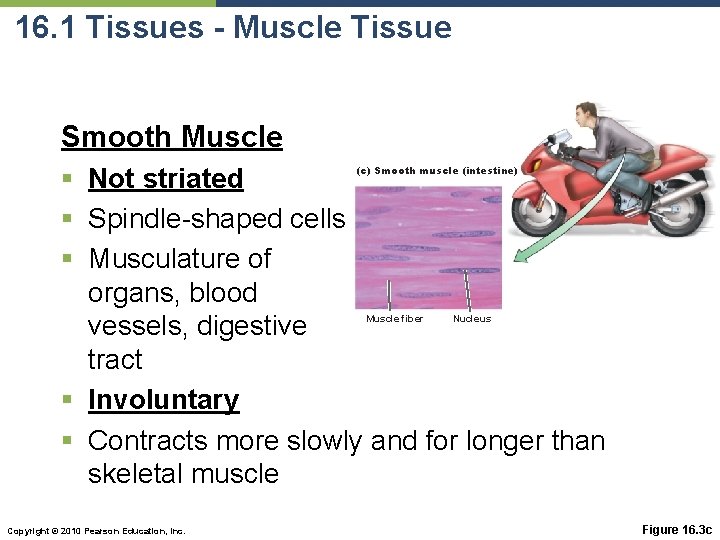 16. 1 Tissues - Muscle Tissue Smooth Muscle § Not striated § Spindle-shaped cells