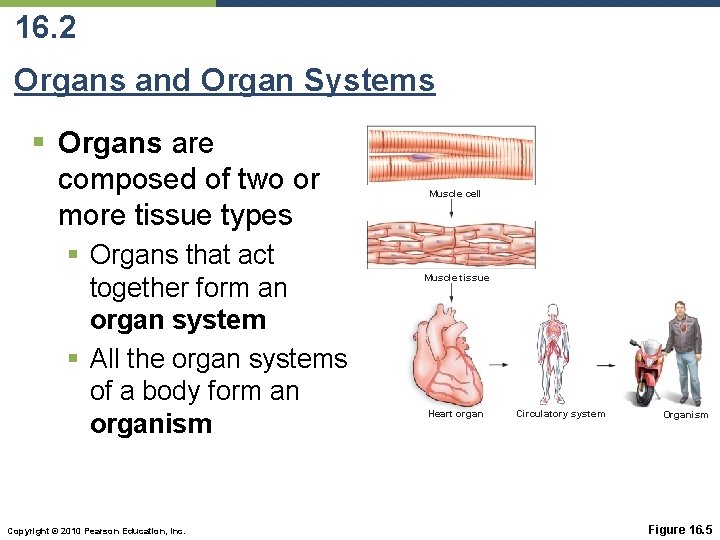 16. 2 Organs and Organ Systems § Organs are composed of two or more