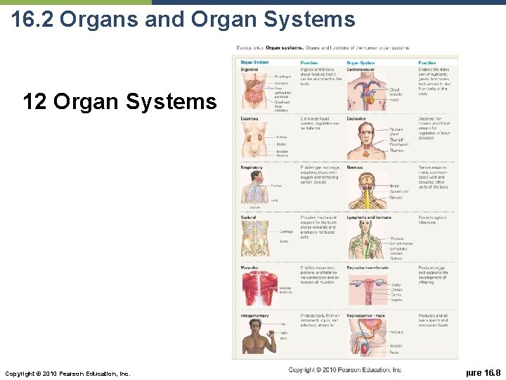 16. 2 Organs and Organ Systems 12 Organ Systems Copyright © 2010 Pearson Education,