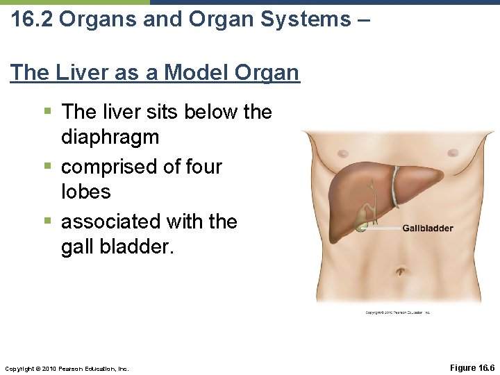 16. 2 Organs and Organ Systems – The Liver as a Model Organ §