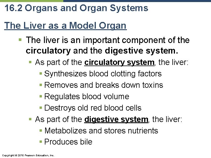 16. 2 Organs and Organ Systems The Liver as a Model Organ § The