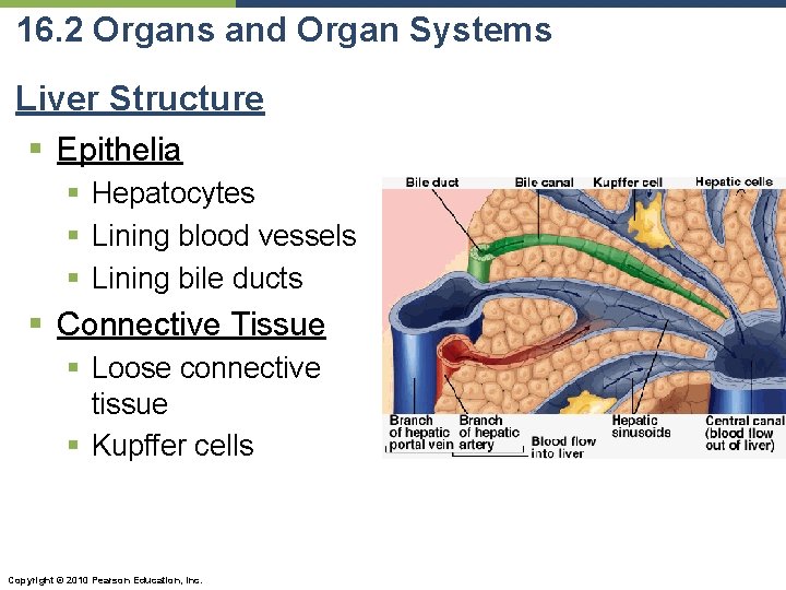 16. 2 Organs and Organ Systems Liver Structure § Epithelia § Hepatocytes § Lining