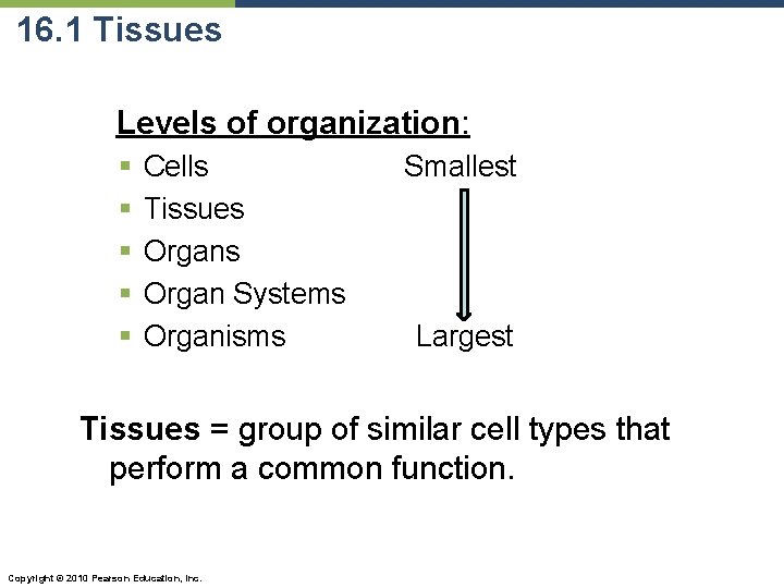 16. 1 Tissues Levels of organization: § § § Cells Tissues Organ Systems Organisms