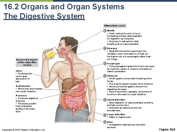 16. 2 Organs and Organ Systems The Digestive System Alimentary canal 1 Mouth •