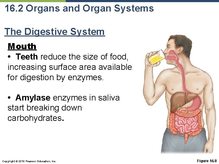 16. 2 Organs and Organ Systems The Digestive System Mouth • Teeth reduce the