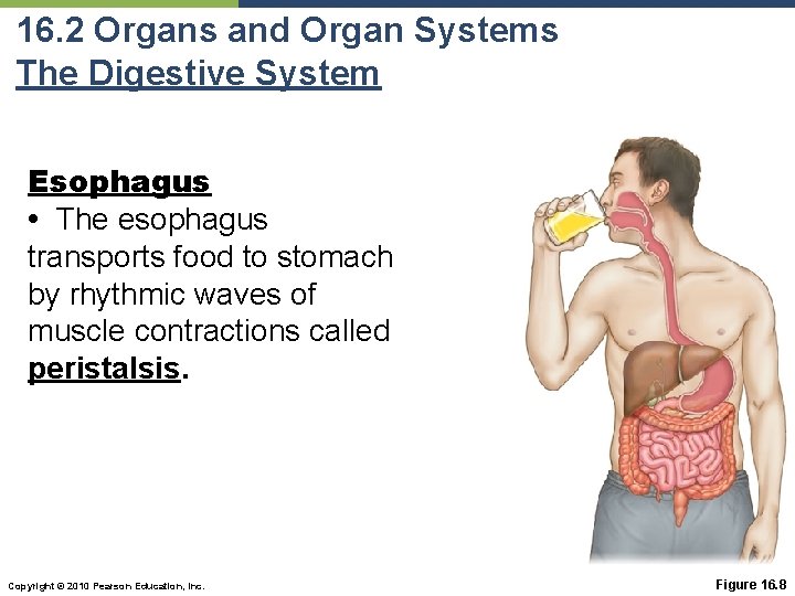 16. 2 Organs and Organ Systems The Digestive System Esophagus • The esophagus transports