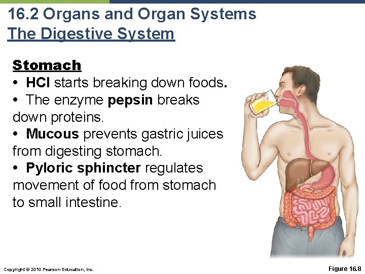 16. 2 Organs and Organ Systems The Digestive System Stomach • HCl starts breaking