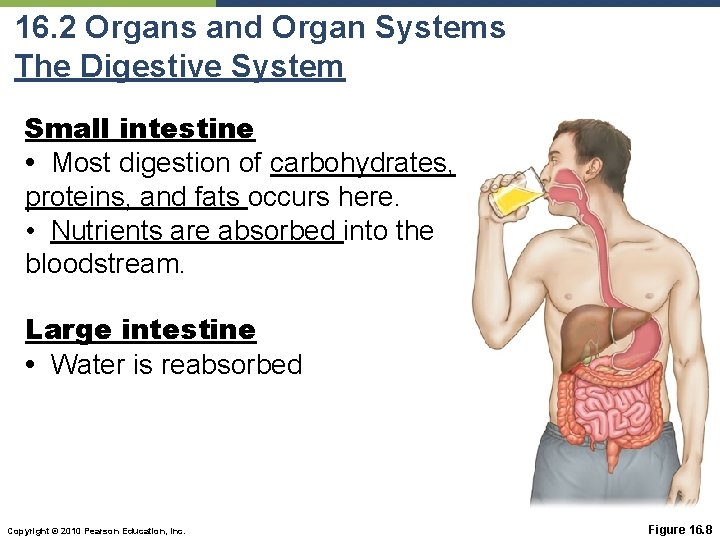 16. 2 Organs and Organ Systems The Digestive System Small intestine • Most digestion