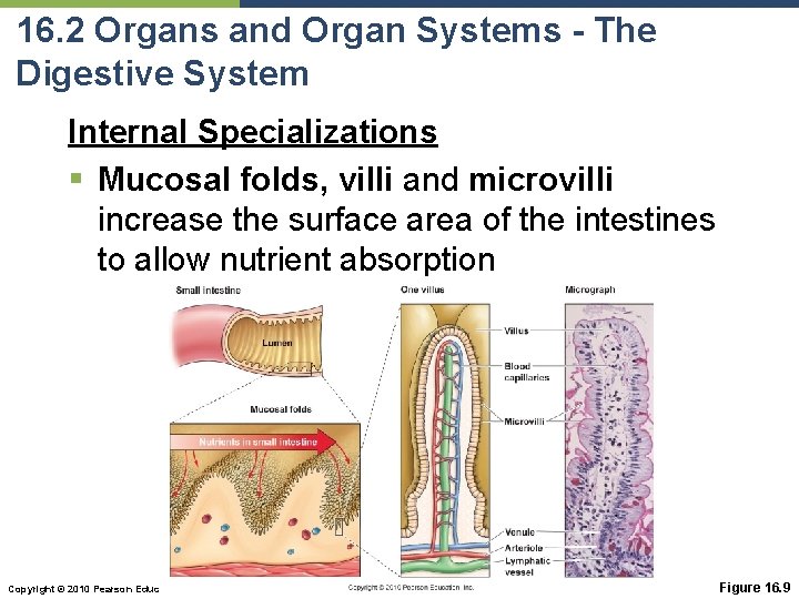 16. 2 Organs and Organ Systems - The Digestive System Internal Specializations § Mucosal