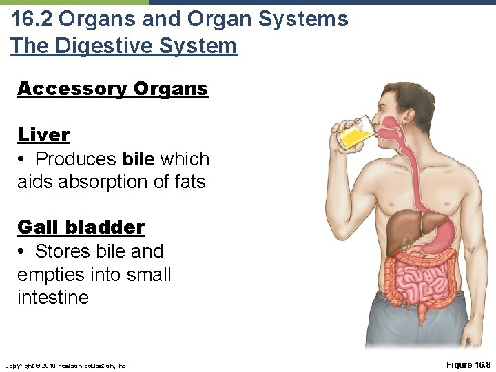 16. 2 Organs and Organ Systems The Digestive System Accessory Organs Liver • Produces