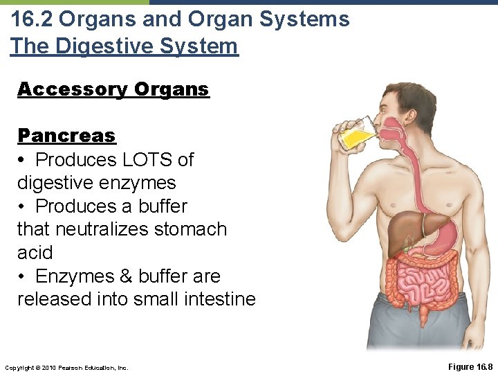 16. 2 Organs and Organ Systems The Digestive System Accessory Organs Pancreas • Produces