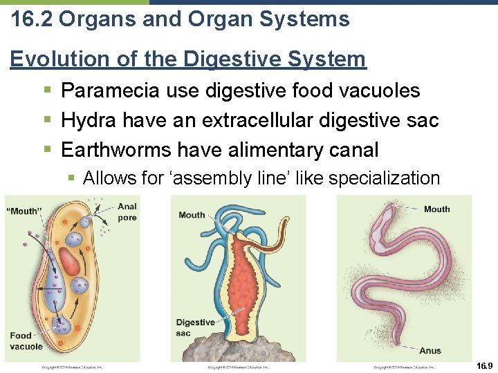 16. 2 Organs and Organ Systems Evolution of the Digestive System § Paramecia use
