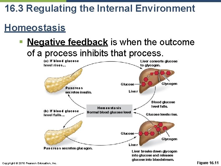 16. 3 Regulating the Internal Environment Homeostasis § Negative feedback is when the outcome