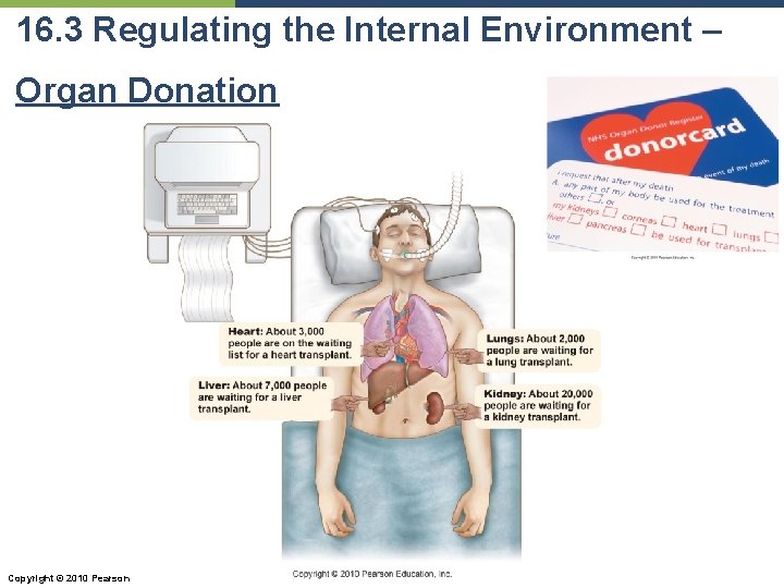 16. 3 Regulating the Internal Environment – Organ Donation Copyright © 2010 Pearson Education,