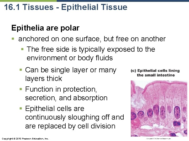 16. 1 Tissues - Epithelial Tissue Epithelia are polar § anchored on one surface,