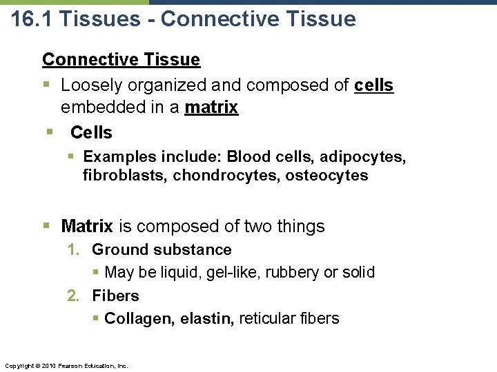 16. 1 Tissues - Connective Tissue § Loosely organized and composed of cells embedded