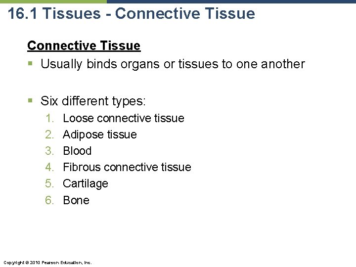 16. 1 Tissues - Connective Tissue § Usually binds organs or tissues to one