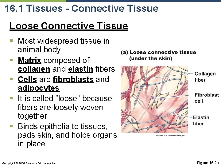 16. 1 Tissues - Connective Tissue Loose Connective Tissue § Most widespread tissue in