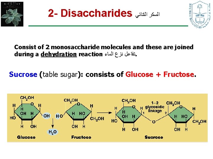 2 - Disaccharides ﺍﻟﺴﻜﺮ ﺍﻟﺜﻨﺎﺋﻲ Consist of 2 monosaccharide molecules and these are joined 2 - Disaccharides ﺍﻟﺴﻜﺮ ﺍﻟﺜﻨﺎﺋﻲ Consist of 2 monosaccharide molecules and these are joined
