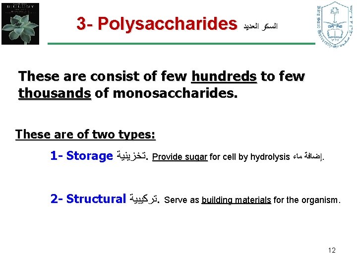 3 - Polysaccharides ﺍﻟﺴﻜﺮ ﺍﻟﻌﺪﻳﺪ These are consist of few hundreds to few thousands 3 - Polysaccharides ﺍﻟﺴﻜﺮ ﺍﻟﻌﺪﻳﺪ These are consist of few hundreds to few thousands