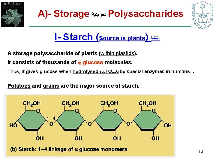 A)- Storage ﺗﺨﺰﻳﻨﻴﺔ Polysaccharides I- Starch (Source is plants) ﺍﻟﻨﺸﺎ A storage polysaccharide of A)- Storage ﺗﺨﺰﻳﻨﻴﺔ Polysaccharides I- Starch (Source is plants) ﺍﻟﻨﺸﺎ A storage polysaccharide of