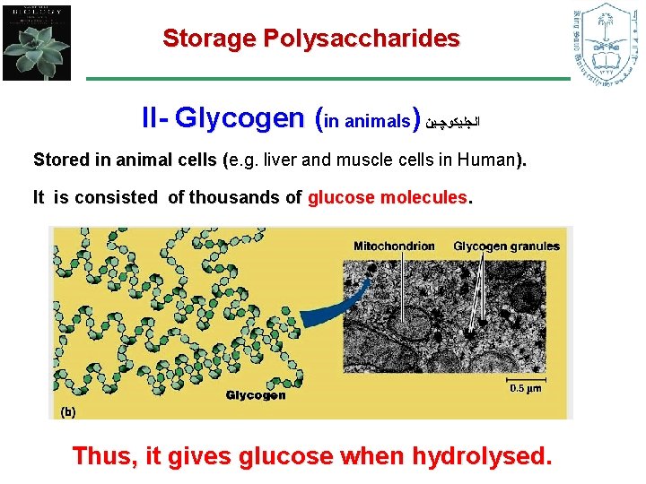 Storage Polysaccharides II- Glycogen (in animals) ﺍﻟﺠﻠﻴﻜﻮﭽـﻴﻦ Stored in animal cells (e. g. liver Storage Polysaccharides II- Glycogen (in animals) ﺍﻟﺠﻠﻴﻜﻮﭽـﻴﻦ Stored in animal cells (e. g. liver