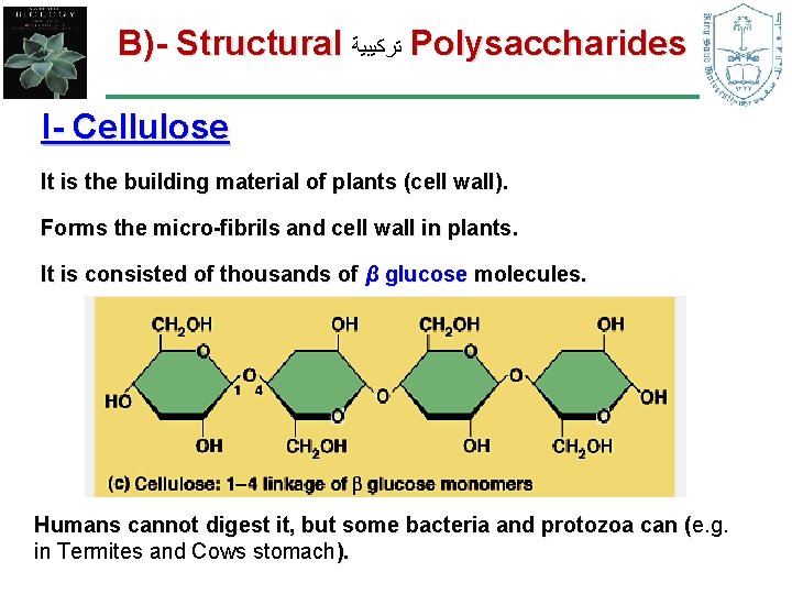 B)- Structural ﺗﺮﻛﻴﺒﻴﺔ Polysaccharides I- Cellulose It is the building material of plants (cell B)- Structural ﺗﺮﻛﻴﺒﻴﺔ Polysaccharides I- Cellulose It is the building material of plants (cell