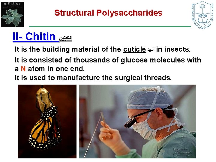Structural Polysaccharides II- Chitin ﺍﻟﻜﻴﺘﻴﻦ It is the building material of the cuticle ﺍﻟـﻳﺪ Structural Polysaccharides II- Chitin ﺍﻟﻜﻴﺘﻴﻦ It is the building material of the cuticle ﺍﻟـﻳﺪ