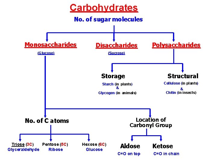 Carbohydrates No. of sugar molecules Monosaccharides Disaccharides (Glucose) (Sucrose) Storage Structural Starch (in plants) Carbohydrates No. of sugar molecules Monosaccharides Disaccharides (Glucose) (Sucrose) Storage Structural Starch (in plants)