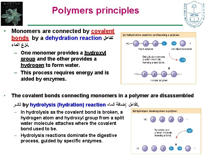 Polymers principles • Monomers are connected by covalent bonds by a dehydration reaction ﺗﻔﺎﻋﻞ Polymers principles • Monomers are connected by covalent bonds by a dehydration reaction ﺗﻔﺎﻋﻞ