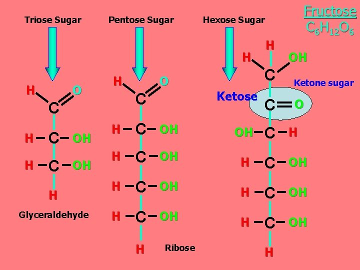 Triose Sugar Pentose Sugar Hexose Sugar H H O H C H H C Triose Sugar Pentose Sugar Hexose Sugar H H O H C H H C